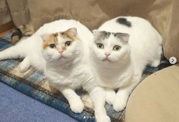 スコティッシュフォールドのライくんといとさん