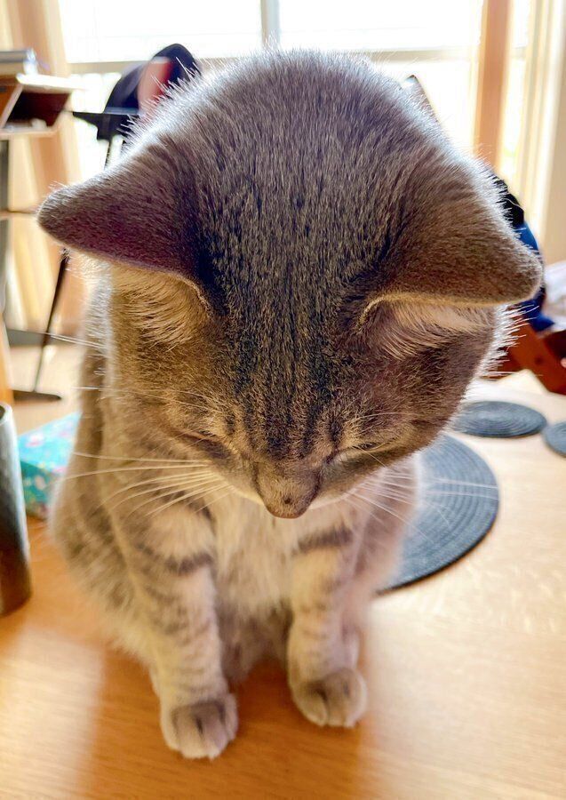 Xで話題になった、頭を突き出す小鉄くんの写真