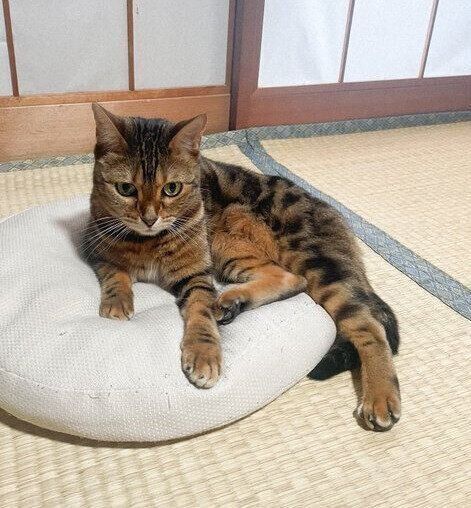 和室のはなちゃん