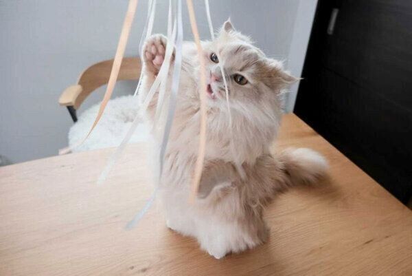 じゃらしで遊ぶぽこくん