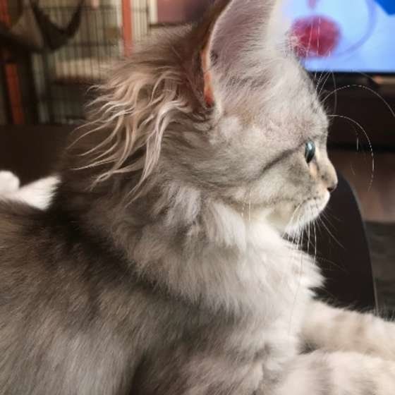 ミヌエットのダリくん