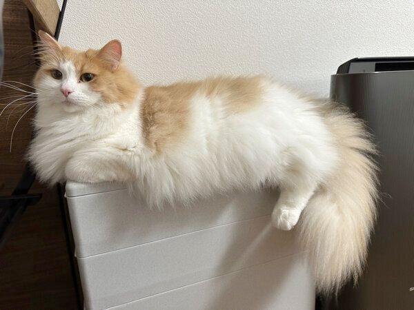 くつろぐテオくん