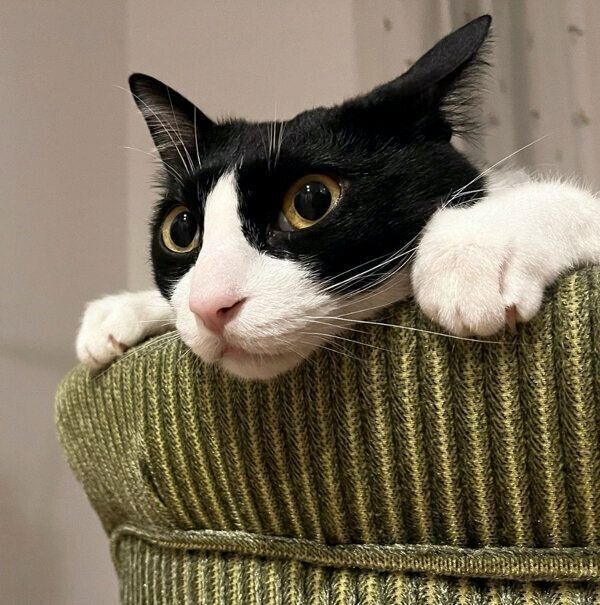 あご乗せするはに丸くん