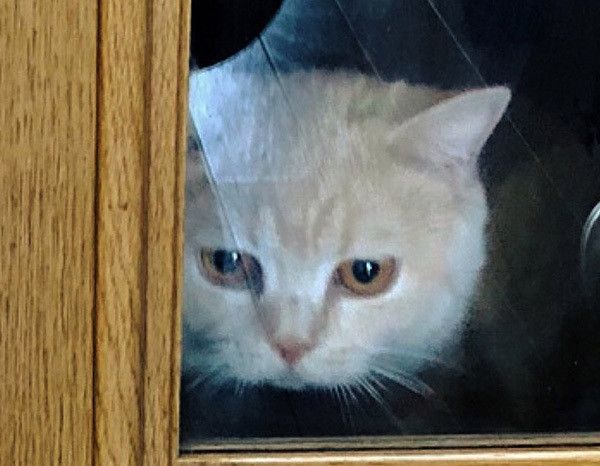 見つめるブリティッシュショートヘア