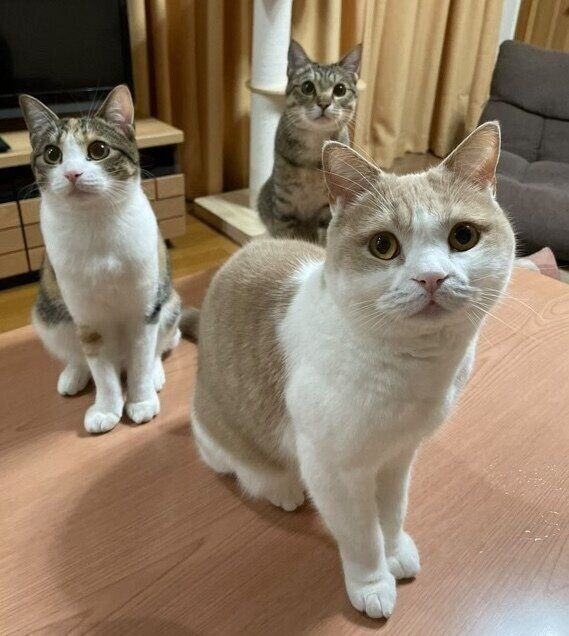 集まるさくらくん、きなこちゃん、もなかくん。