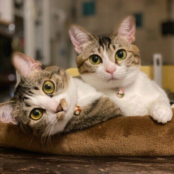 キジトラ猫のしゅりちゃんと、ちゅらちゃん