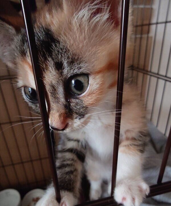 生後約1カ月のるるちゃん