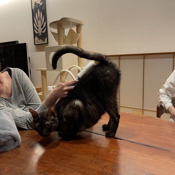 サバトラのハルくん