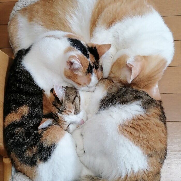 くっついて眠るキンタくん（上）、ルルちゃん（左）、ララちゃん（右）