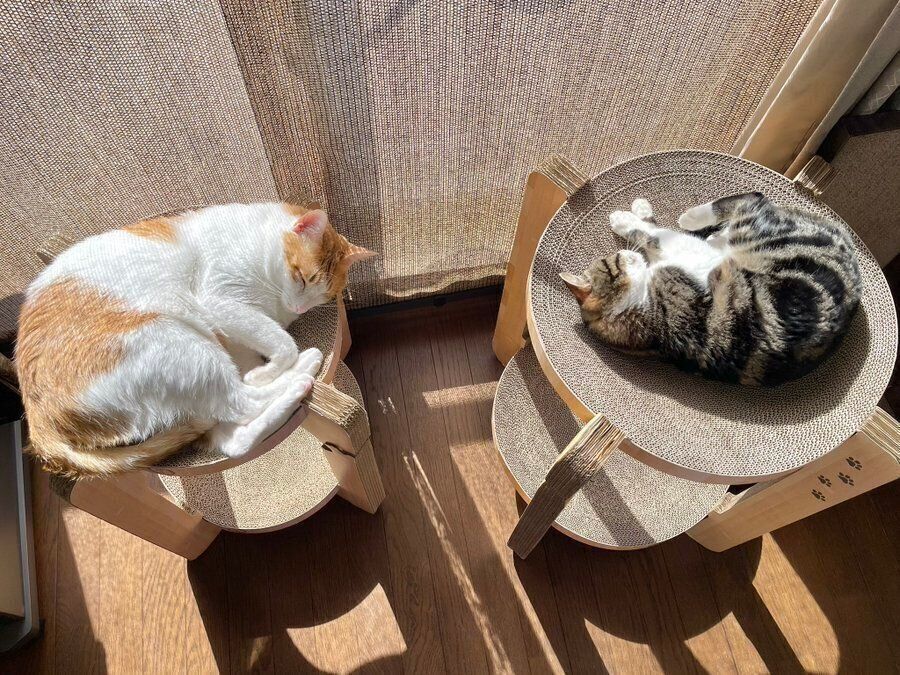 飼い主さんが見た光景。体格に合わない場所でひなたぼっこをするおーちゃんとはなちゃん