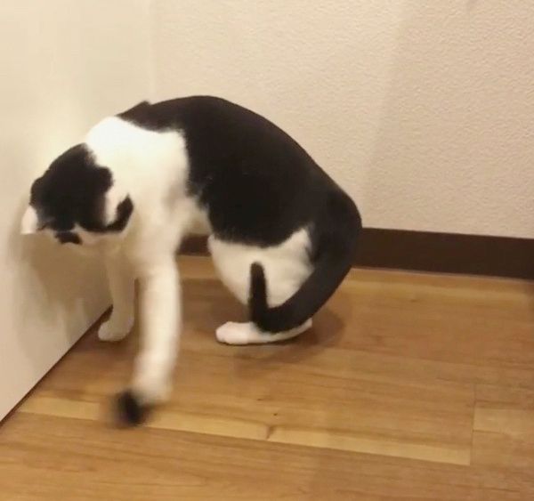 謎の遊びをする猫