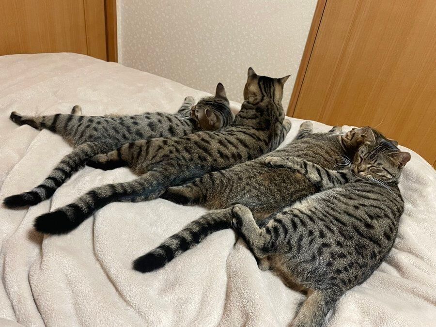 猫団子になる猫たち