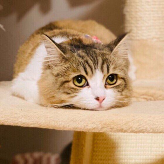 上目遣いをするサイベリアン