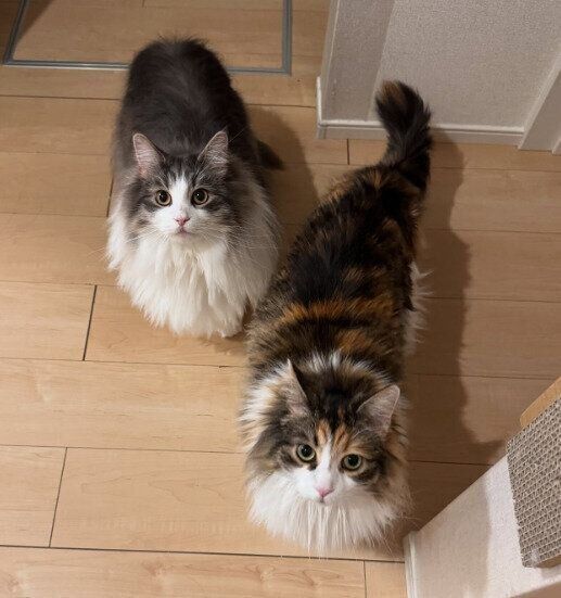 2匹のノルウェージャンフォレストキャット
