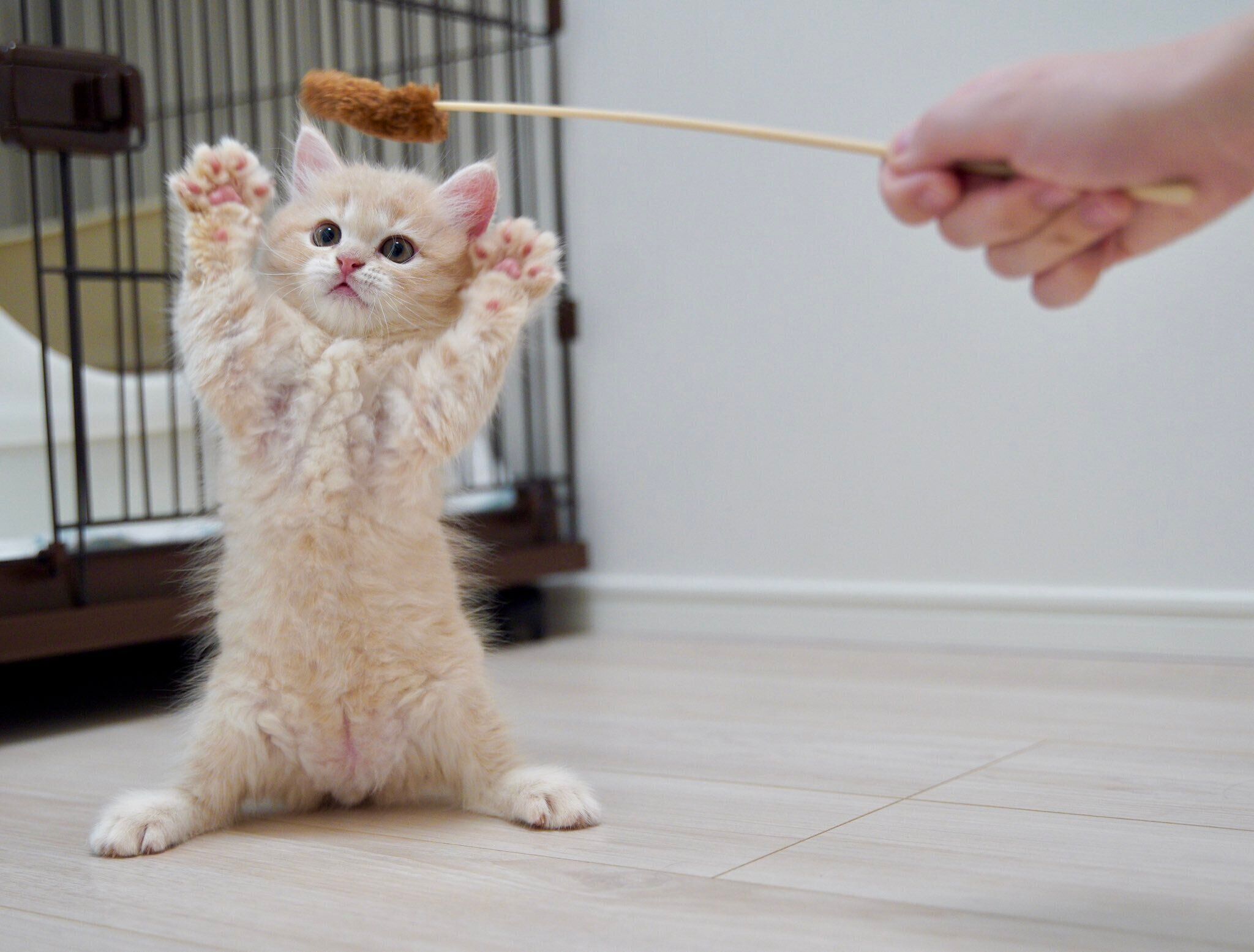 猫じゃらしで遊ぶてんぷらくん