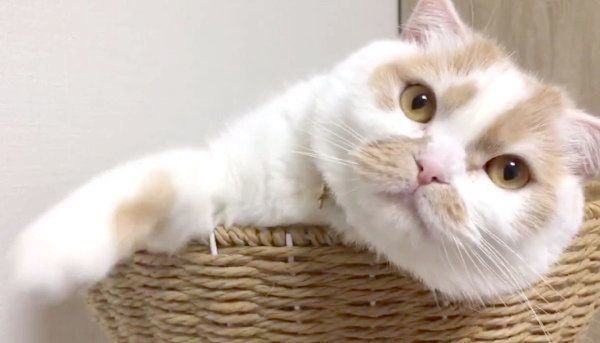 見つめるホイちゃん