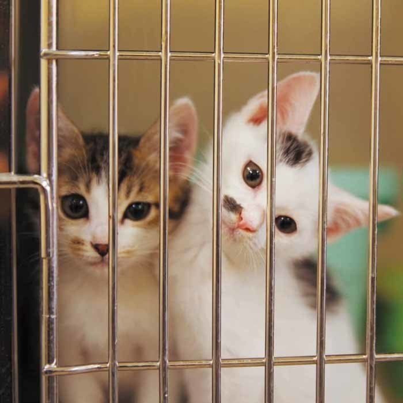 犬 猫の殺処分ゼロを推進するために ワンニャピアあきた の取り組みとは ねこのきもちweb Magazine 犬 猫の殺処分ゼロを推進するために ワンニャピアあきた の取り組みとは ねこのきもちweb Magazine