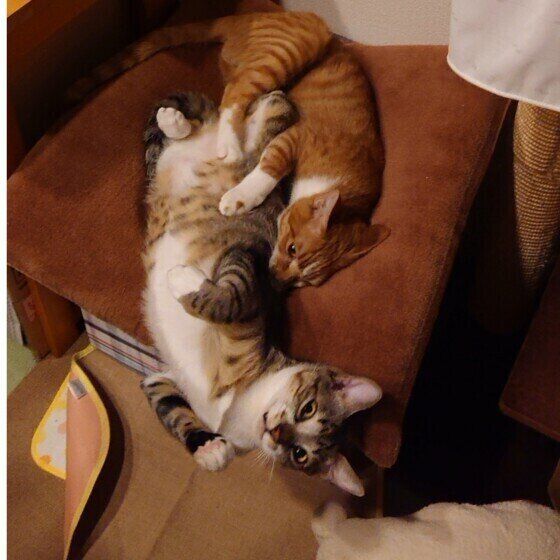 じゃれ合うりん太郎くんたち