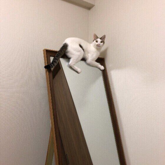 鏡にのる光秀公くん（MIX）