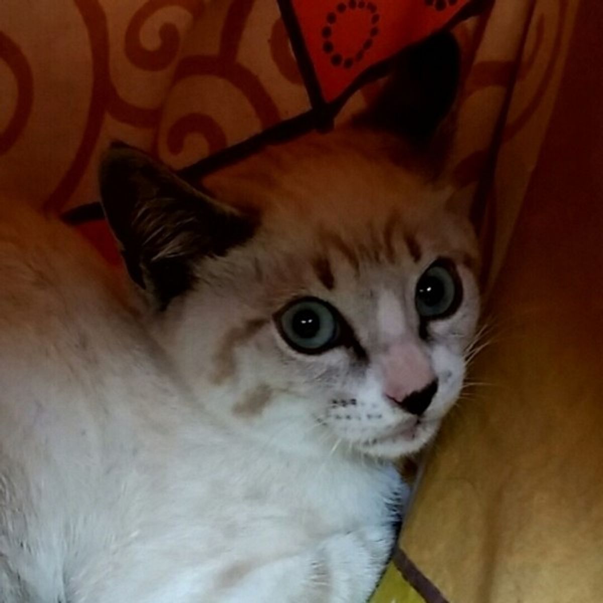 獣医師監修 猫のしゃっくりの原因は 病気との関係と止める方法 ねこのきもちweb Magazine 獣医師監修 猫のしゃっくりの原因は 病気との関係と止める方法 ねこのきもちweb Magazine