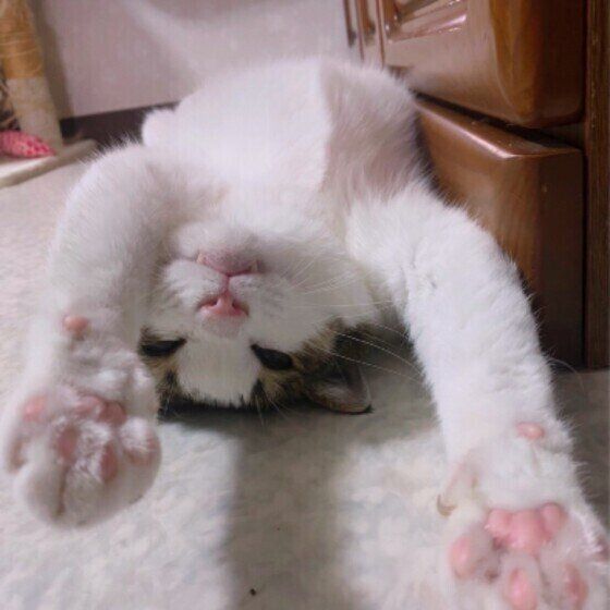 伸びるれもんちゃん（MIX）