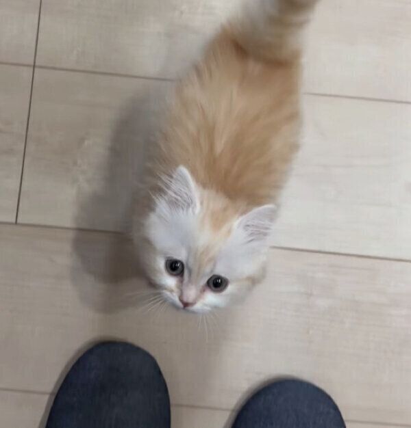 ごはんの催促をするmielくん