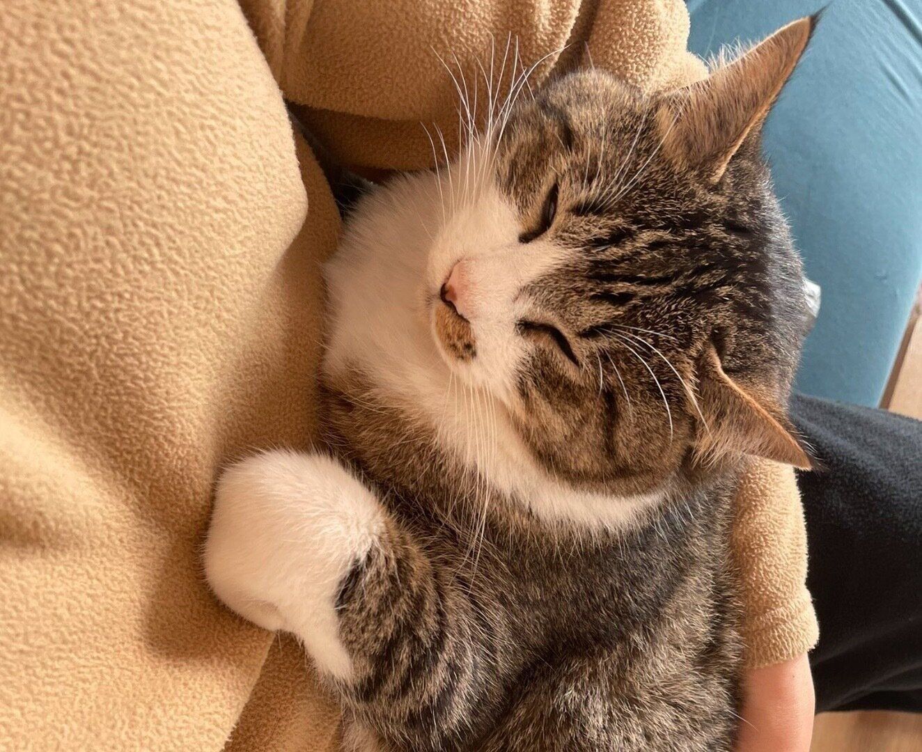 飼い主さんの膝の上に無理やり乗ってきたちいまくん