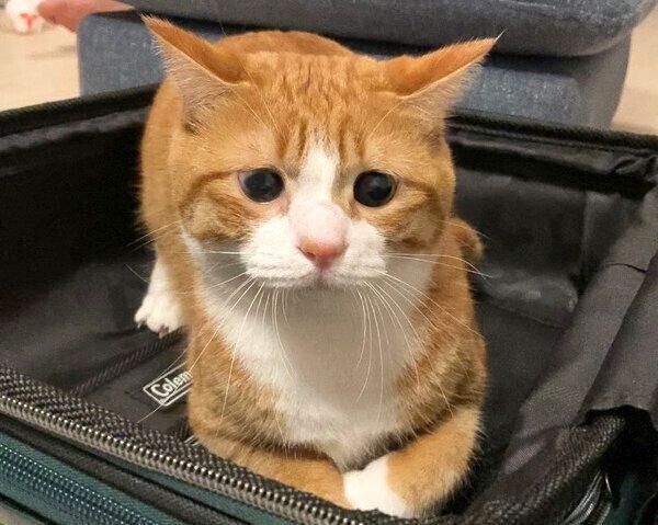 困り顔が愛らしいいなりくん