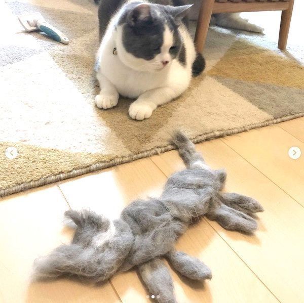 抜け毛を見つめるブリティッシュショートヘア