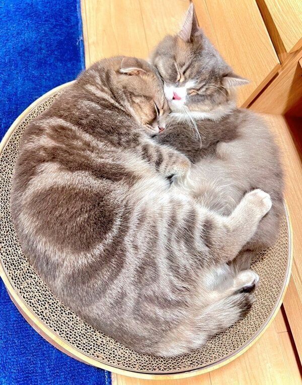 くっついて眠るまんぼうくん、くつ下くん