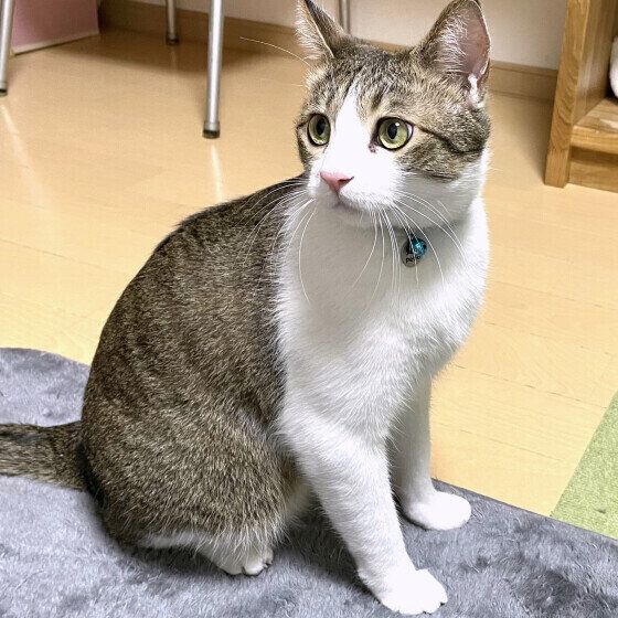 見つめる五郎くん（MIX）