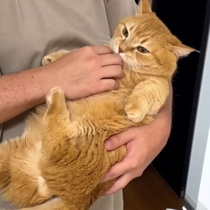 パパさんに抱っこされるプリンちゃん