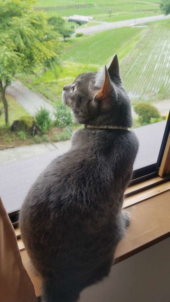 しめじちゃん スコティッシュフォールド