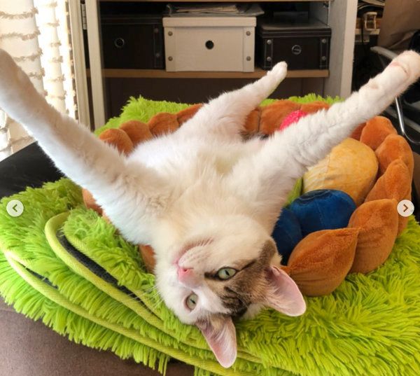 「スイーツにゃんこクッション」で寝る猫