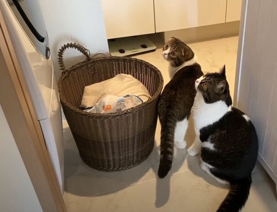 好奇心旺盛の猫