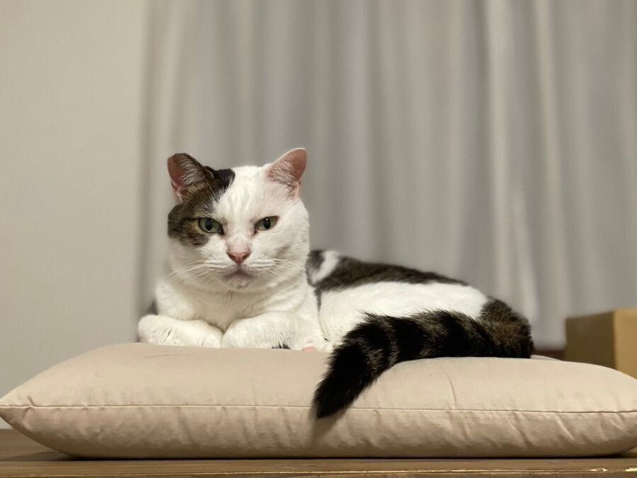 飼い主さんを見つめる金四郎くん