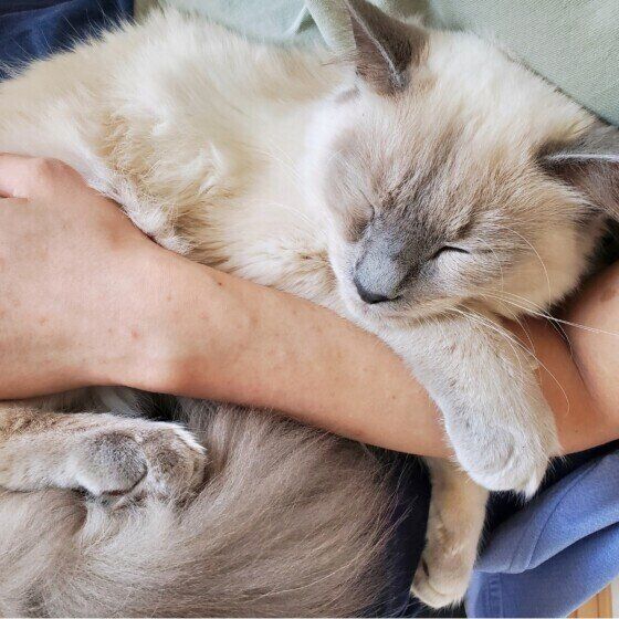 ロシアンブルーのブルーくん♪