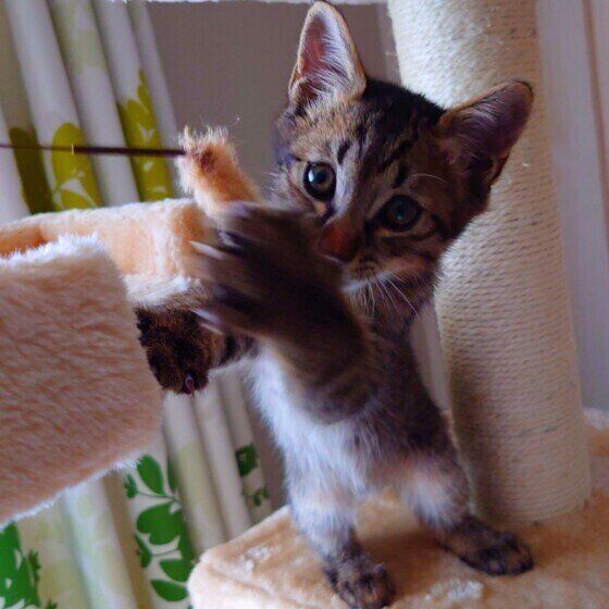 キジトラのトアくん