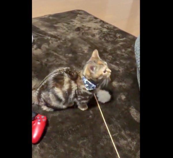 謎行動をするラテちゃん