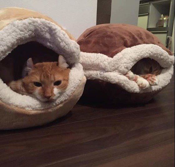 猫ベッド