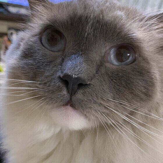 ラグドールの五右衛門くん