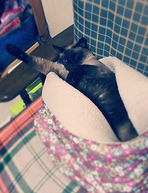 「ねこ連れ草」かんたろうくんの写真