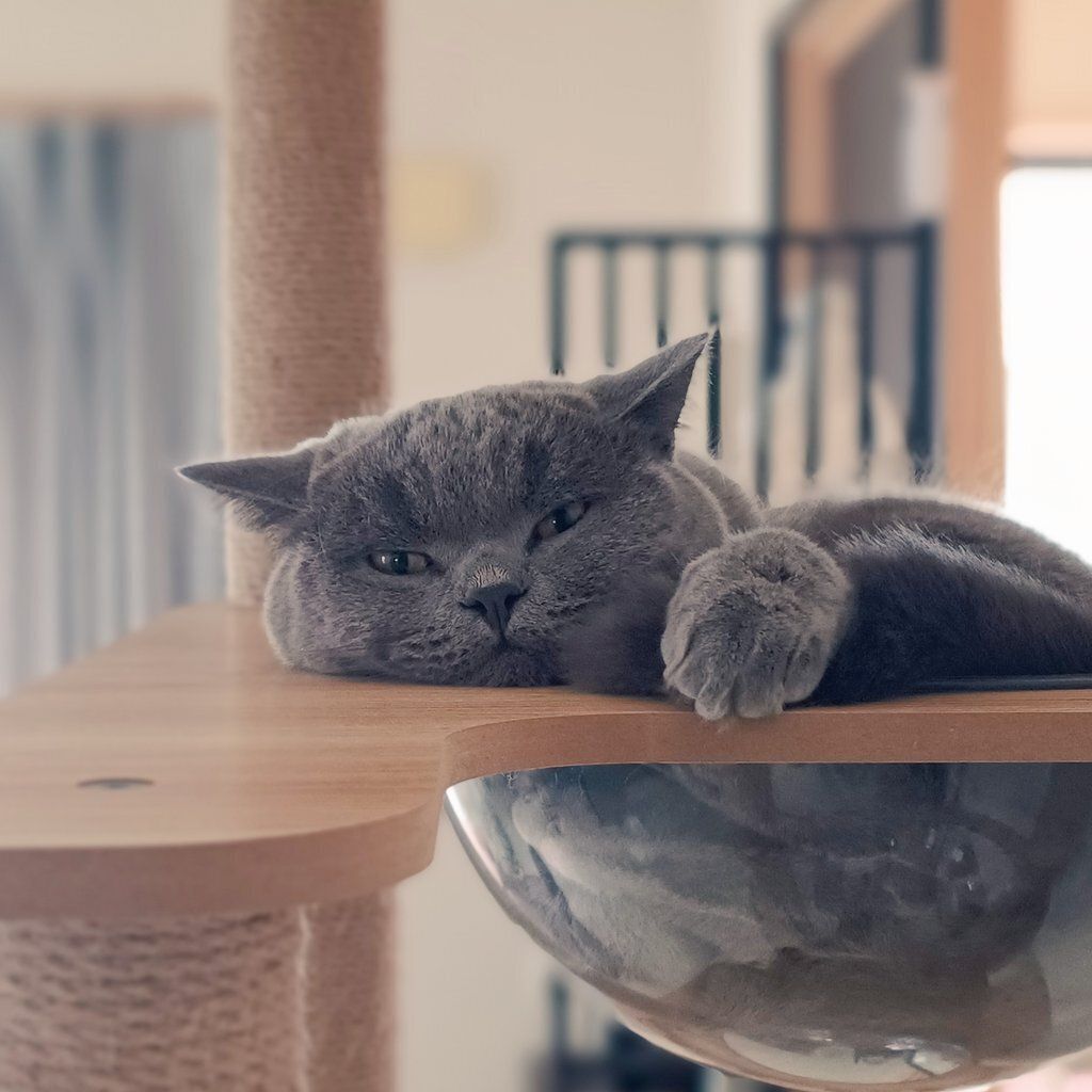 くつろいでいるブリティッシュショートヘア