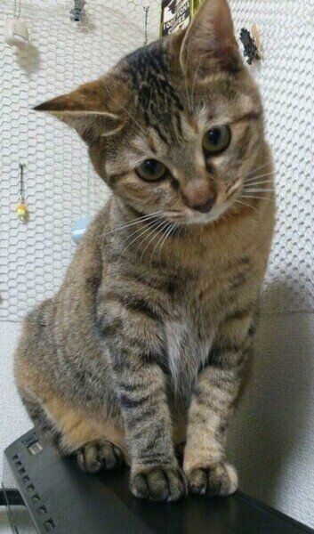 かわいらしいポーズを決めるMIXキジトラのモグちゃん