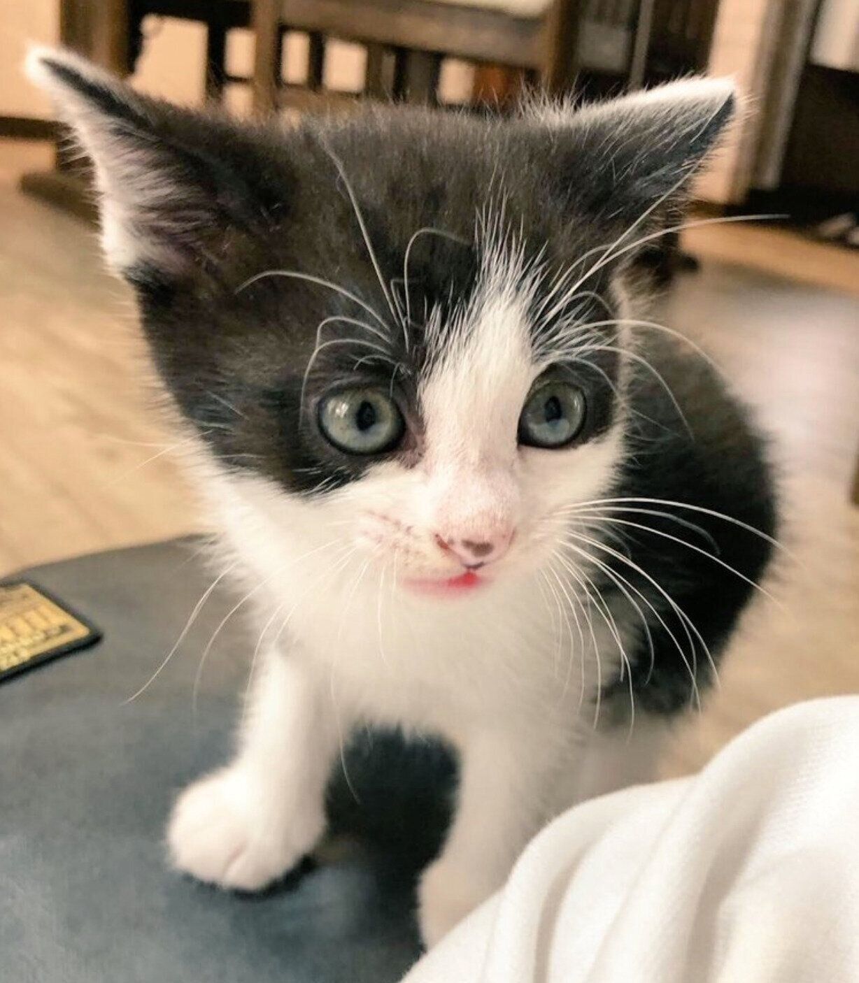 子猫時代のおそのさん