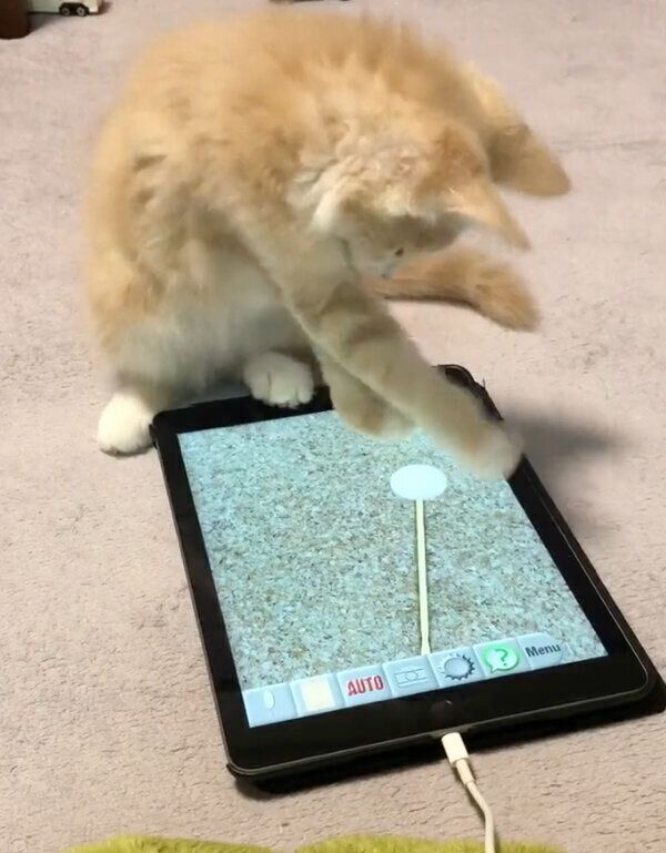 タブレットで遊ぶカルネくん