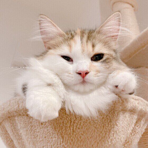 キャットタワーからのぞくラガマフィン