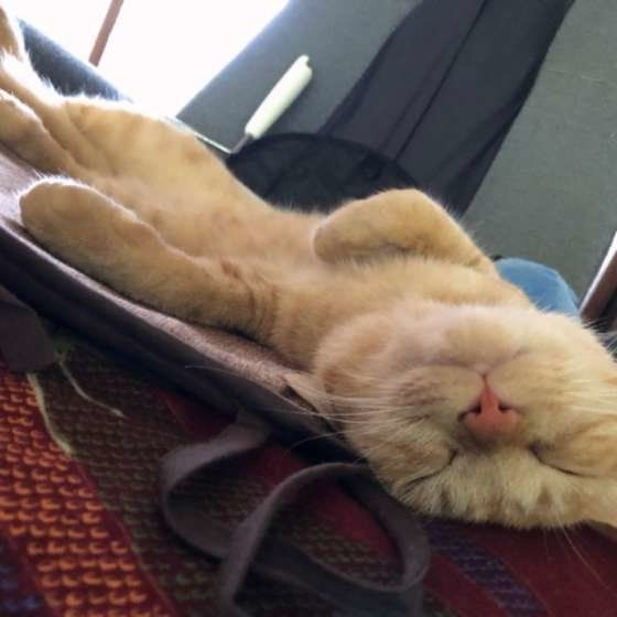 ヘソ天で寝る茶トラ