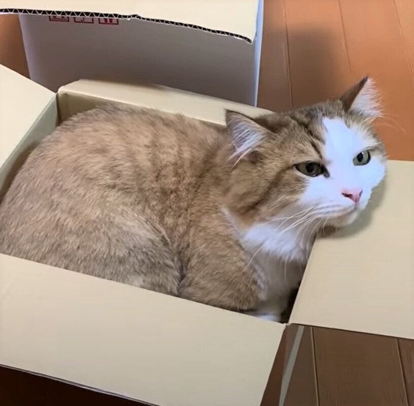 箱に入ってくつろぐ秀吉くん