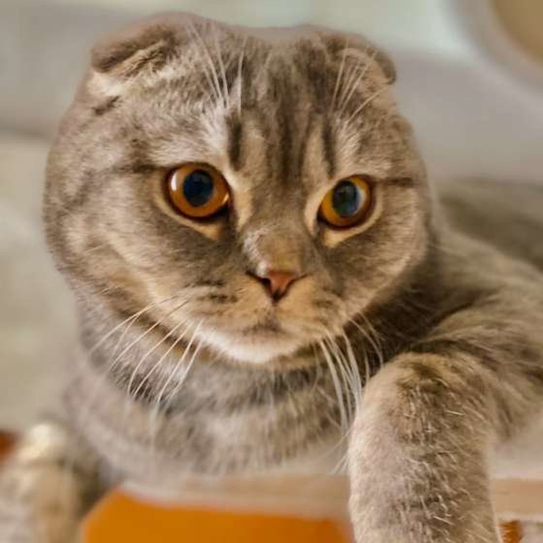 飼主さんの1割以下 少数派に絶大な人気 反り耳 オッドアイ など 猫のマイナーな特徴 ねこのきもちweb Magazine 飼主さんの1割以下 少数派に絶大な人気 反り耳 オッドアイ など 猫のマイナーな特徴 ねこのきもちweb Magazine